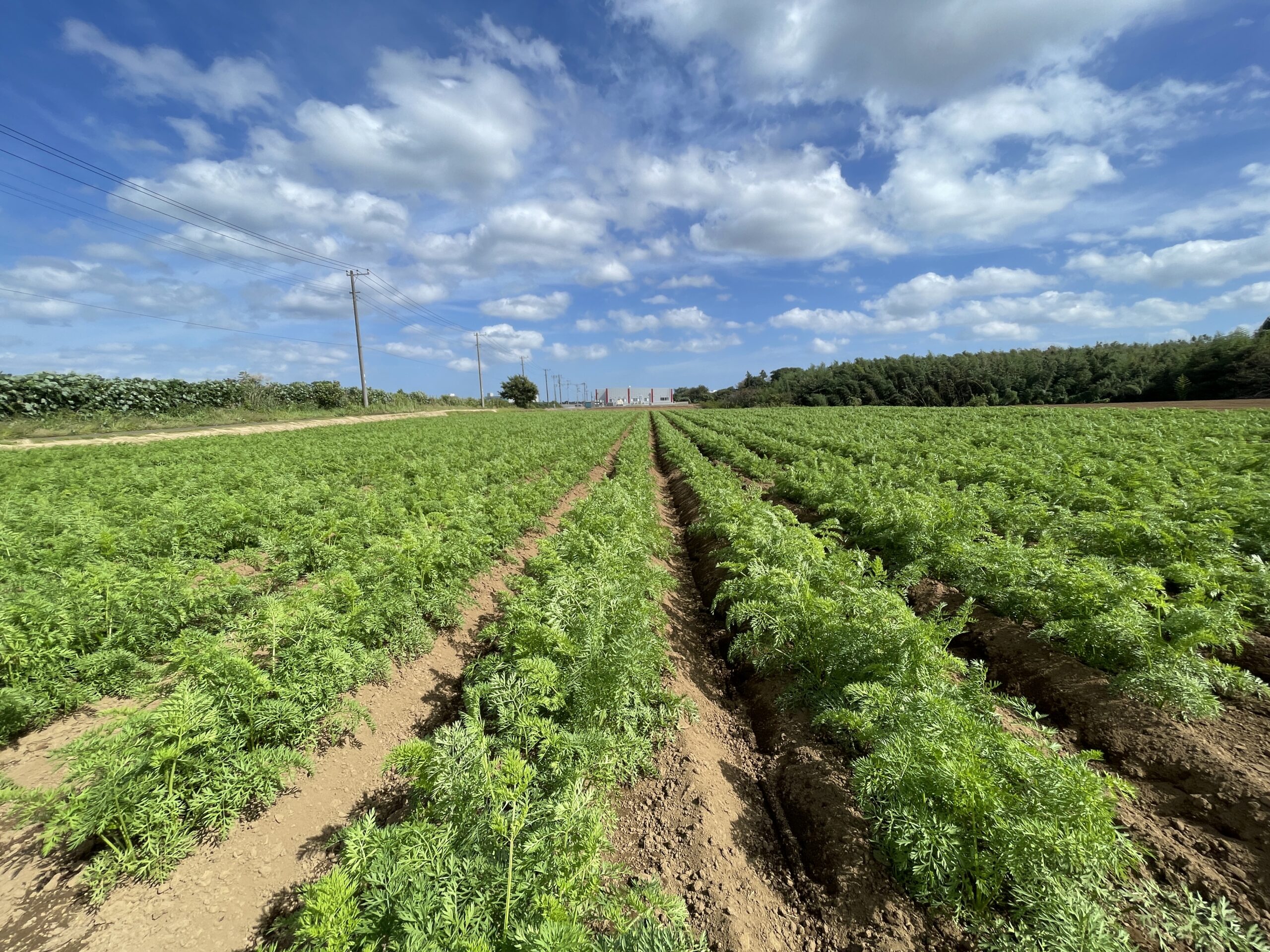 ニンジン畑 – OGAWA Farm